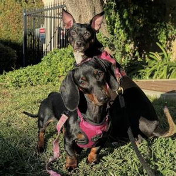 Pet Care For Our Wedding & Honeymoon