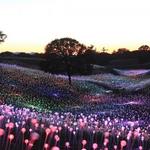 Light Gardens, Horseback Trail Rides, Scavenger Hunts, and more!