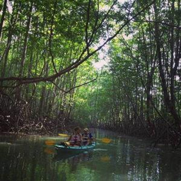 Mangrove Kayak