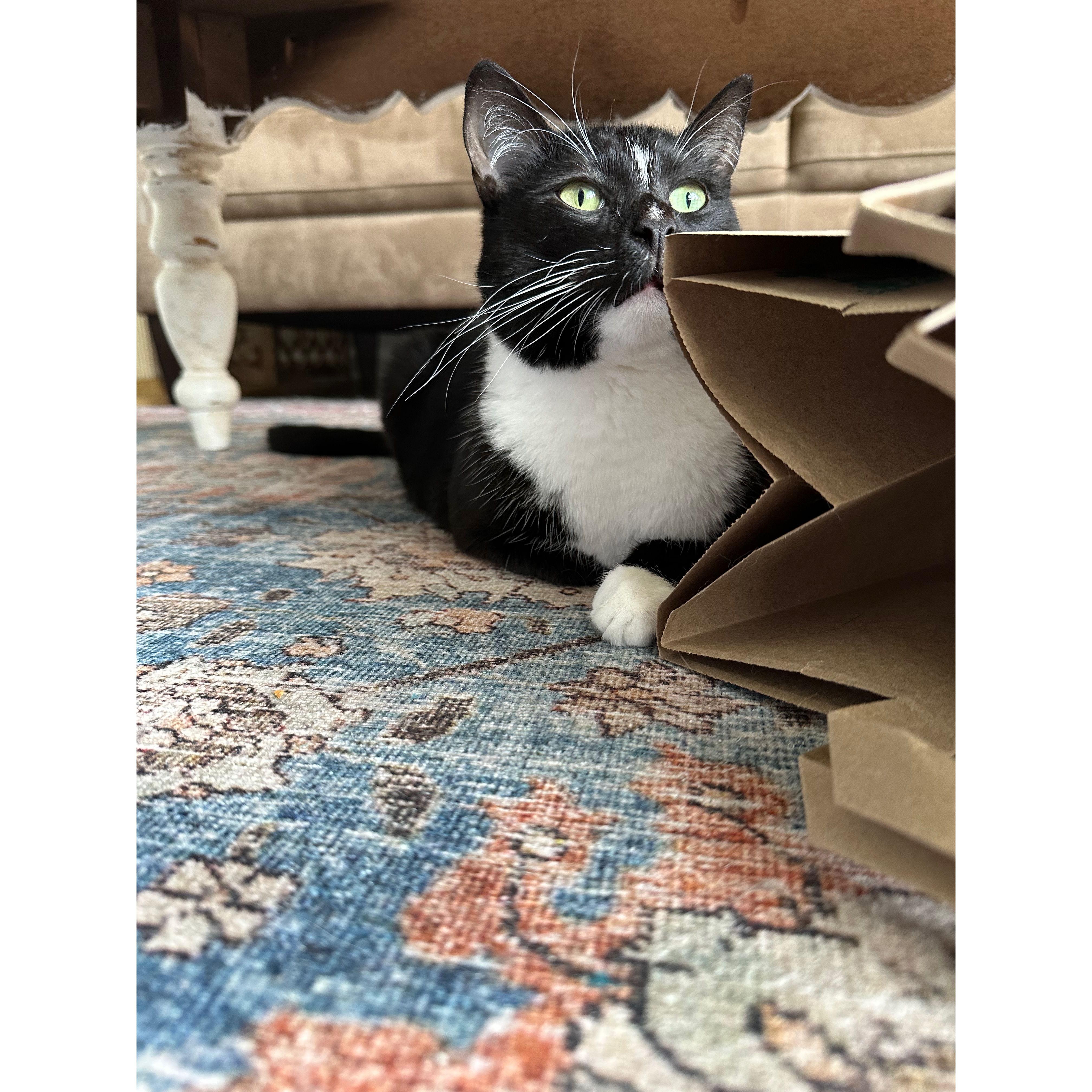 Paper bags are his favorite - especially to smell :)