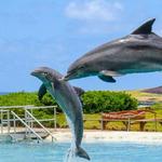 Sea Life Park