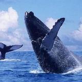 Whale Watching