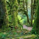 Hoh National Rainforest