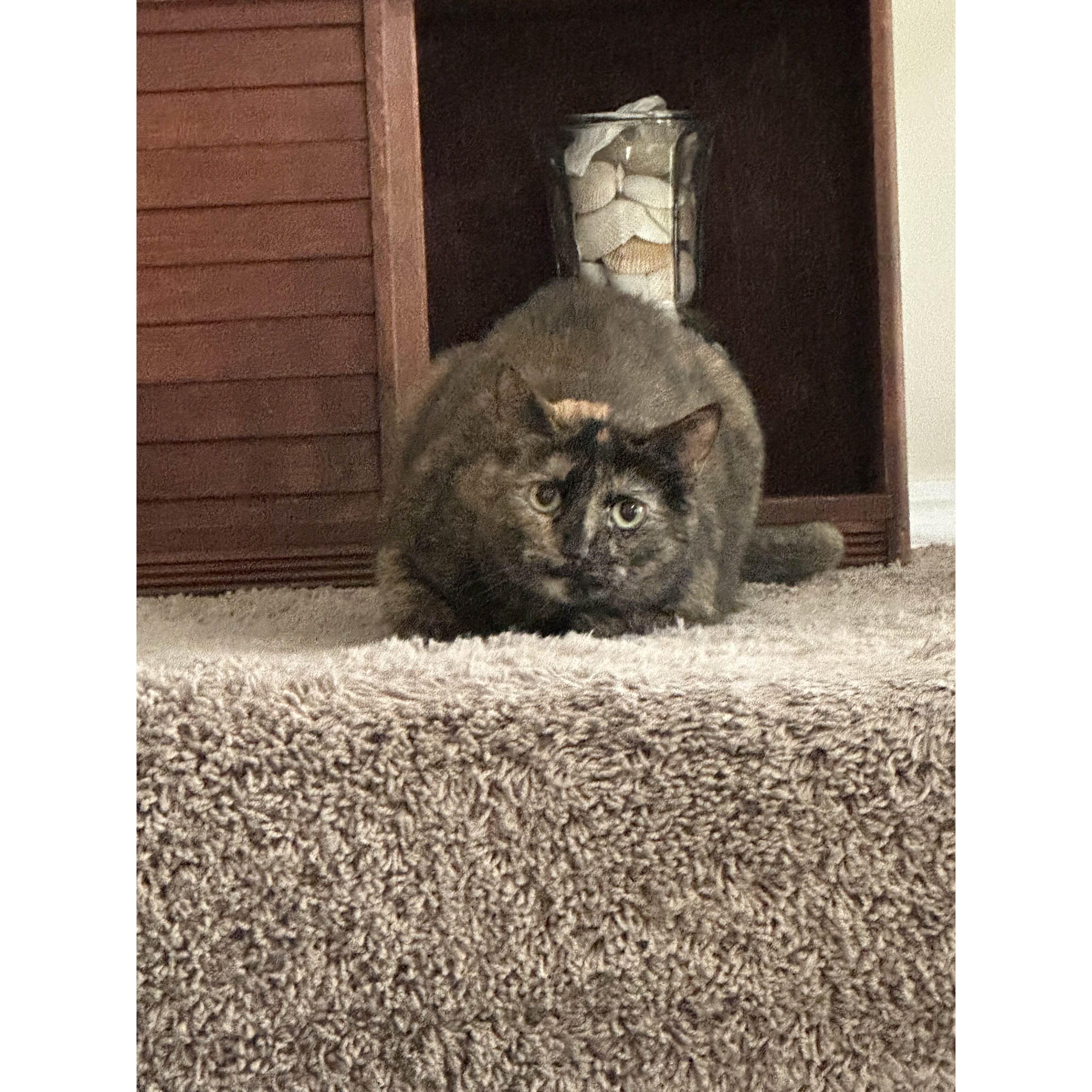 Calypso...about to pounce