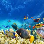 Monterey Bay Aquarium