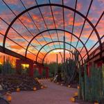 Desert Botanical Garden