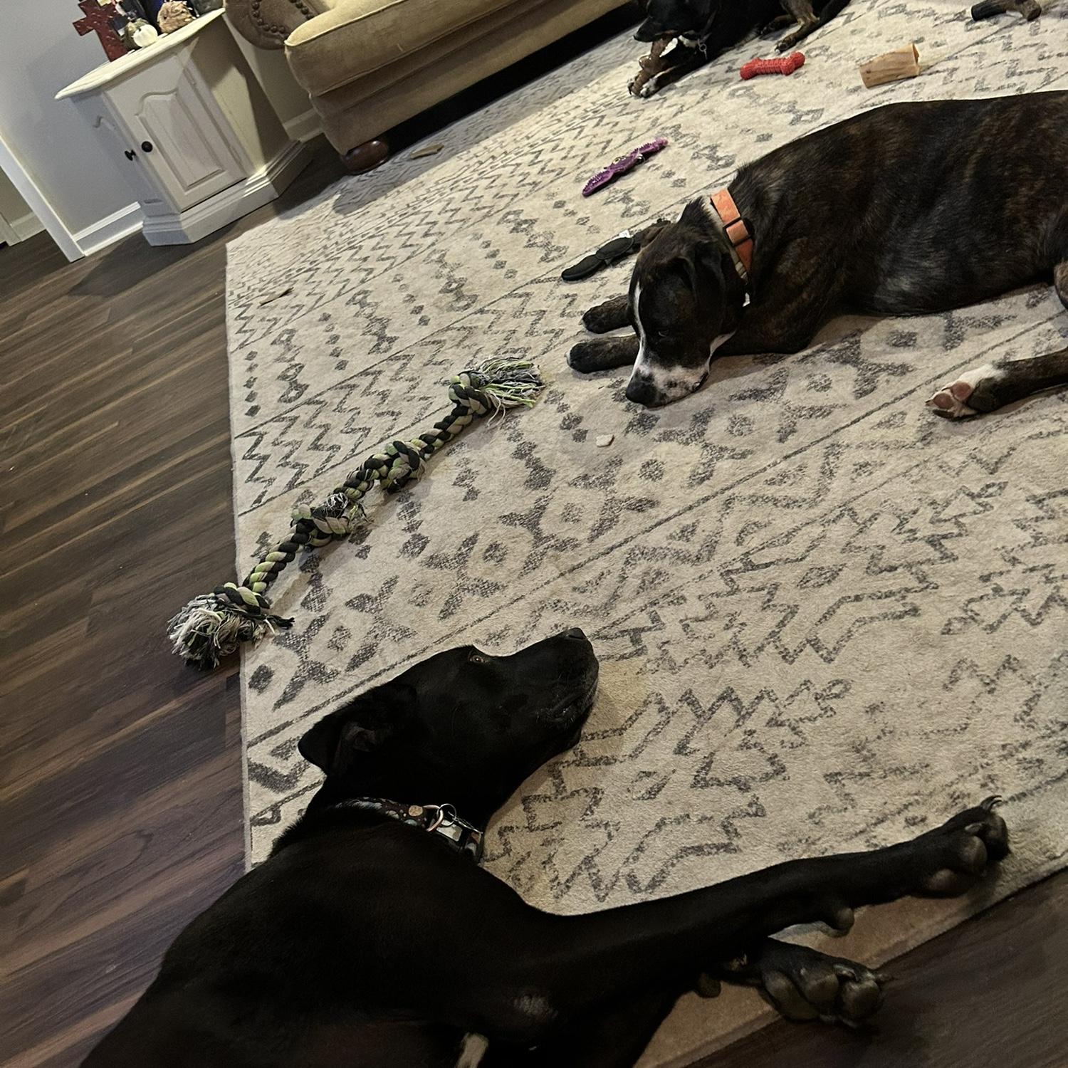 Our babies! We love them so much and their little personalities.