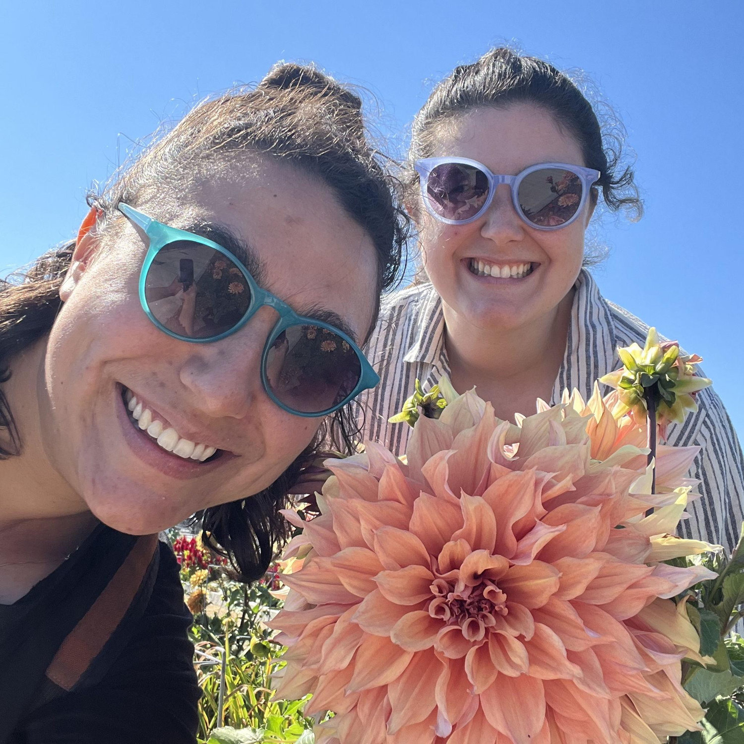 Dahlia in Gloucester, MA