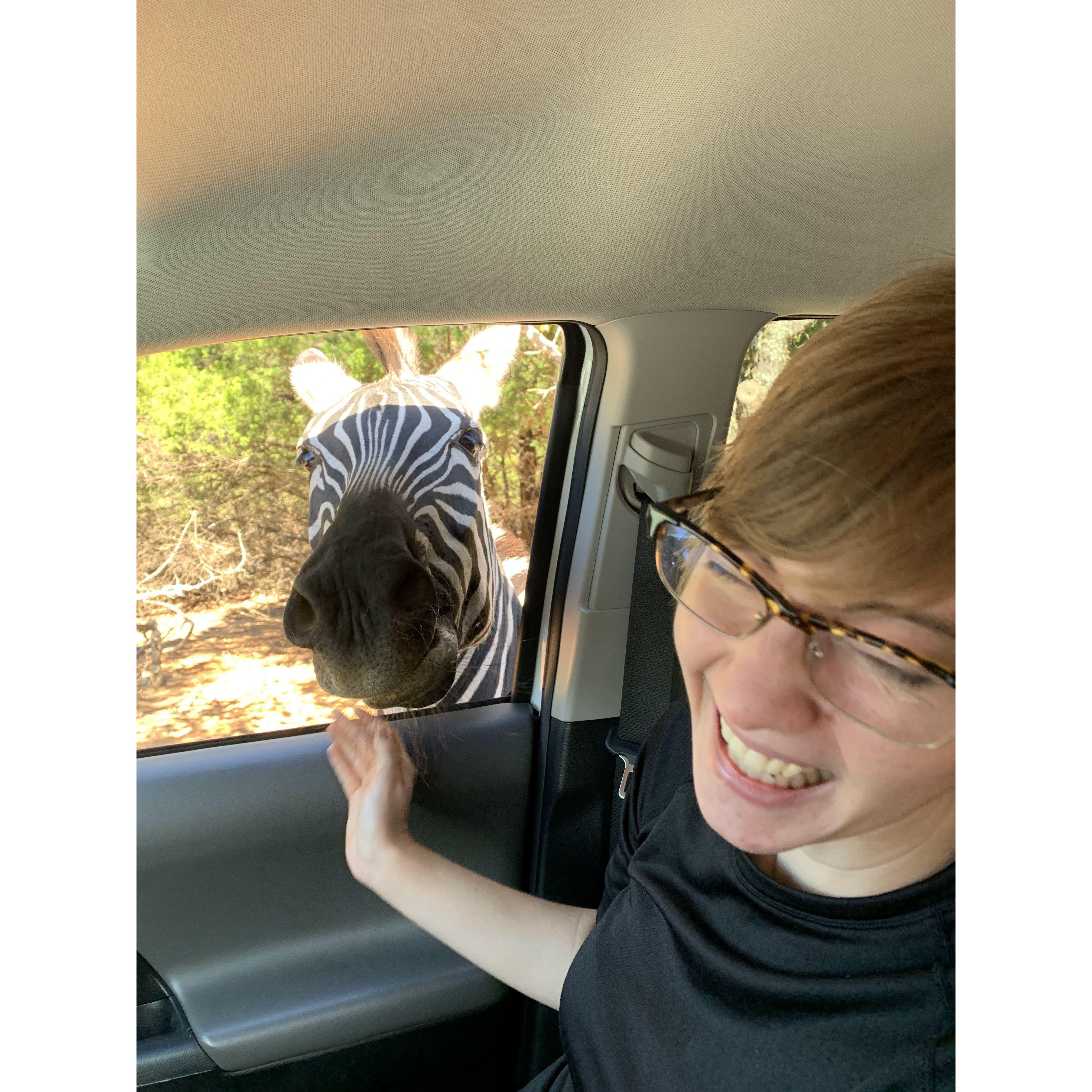 We went away for the weekend to Canton, and somehow ended up at a drive-through zoo. Hilarity ensued.