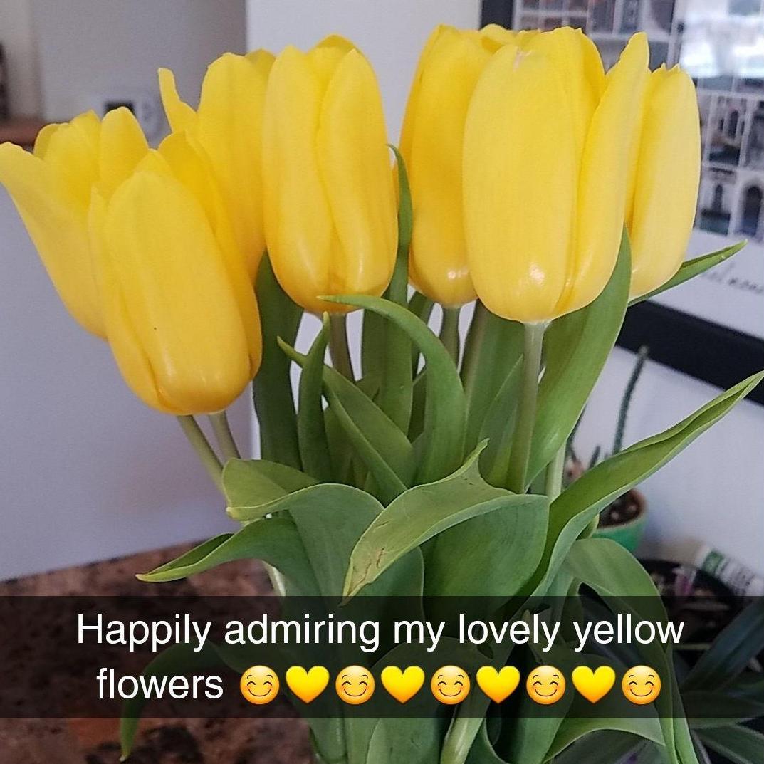 The first flowers Jesse got Abbie (second date, and he even got yellow tulips--big win)