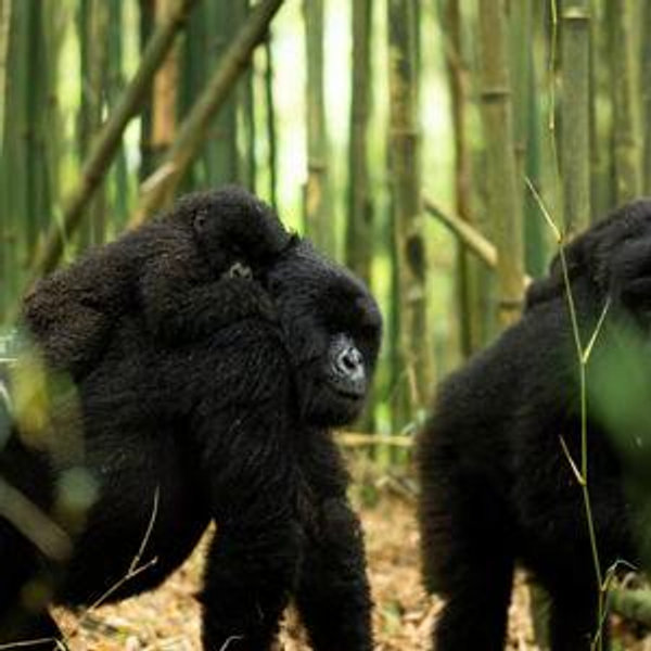 Gorilla Trekking