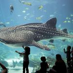 Georgia Aquarium