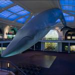 American Museum of Natural History