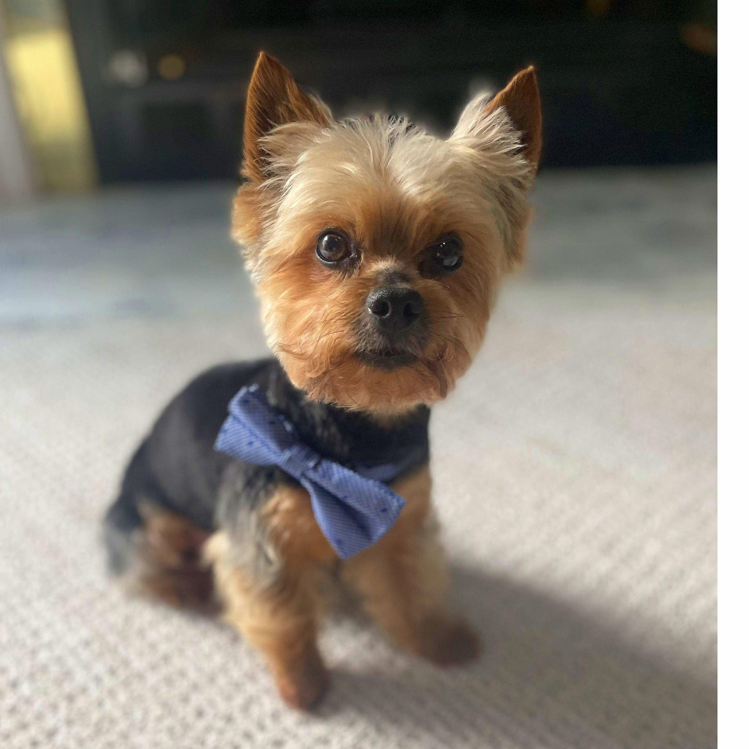 The biggest fan of us getting married, Samson!