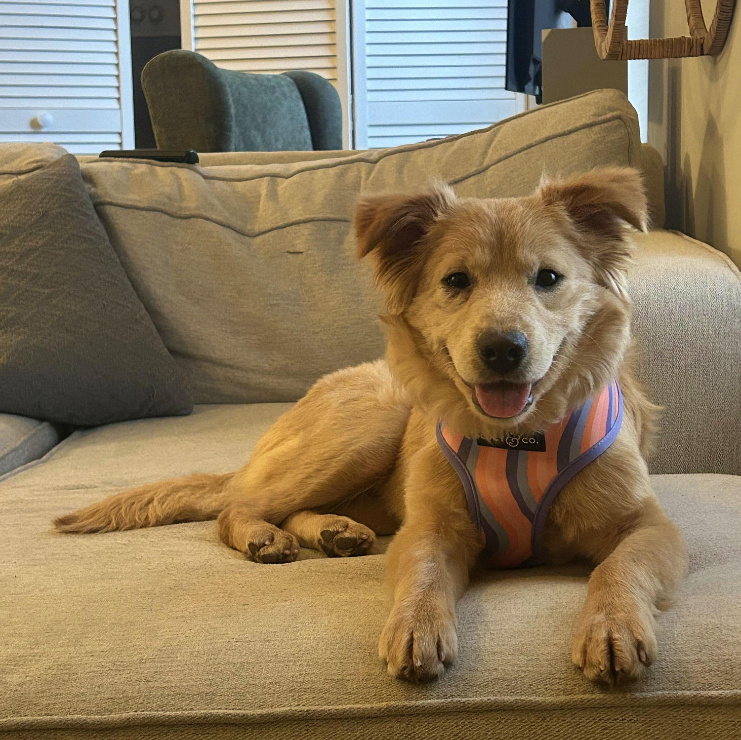 Winter 2026: We adopted a rescue pup! She is all belly rubs, snuggles, and sweetness. We named her "Sunday."