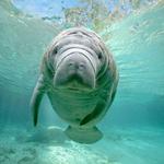 Manatee Viewing Center - Free Entry
