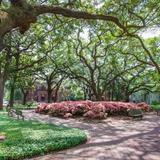 Explore Savannah's Squares