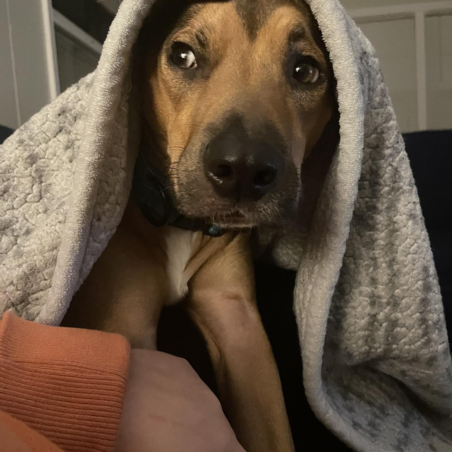 Our little baby Mulder.
