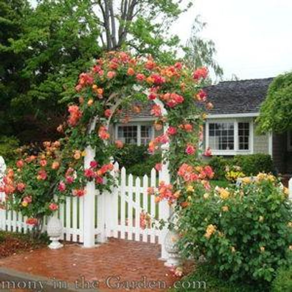 Our Starter Home Fund