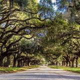 Boone Hall Plantation & Gardens