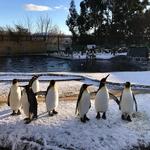 RZSS Edinburgh Zoo