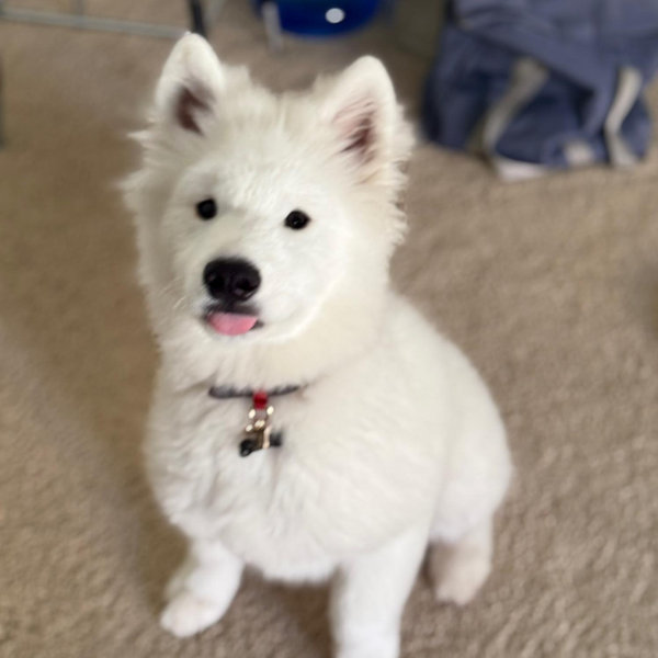 Snack $ for Appa