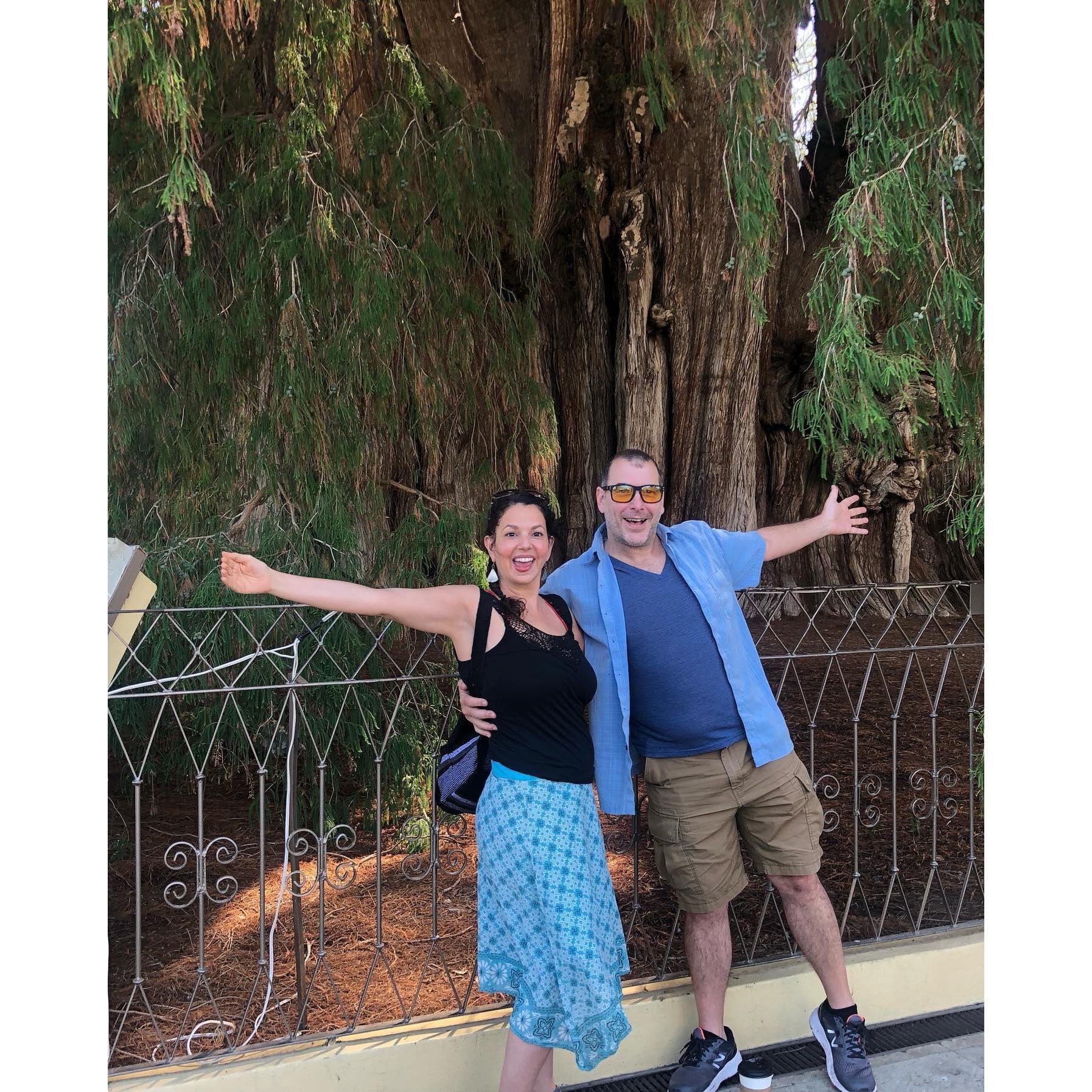 Such a giant tree! Oaxaca, Mexico 2023.