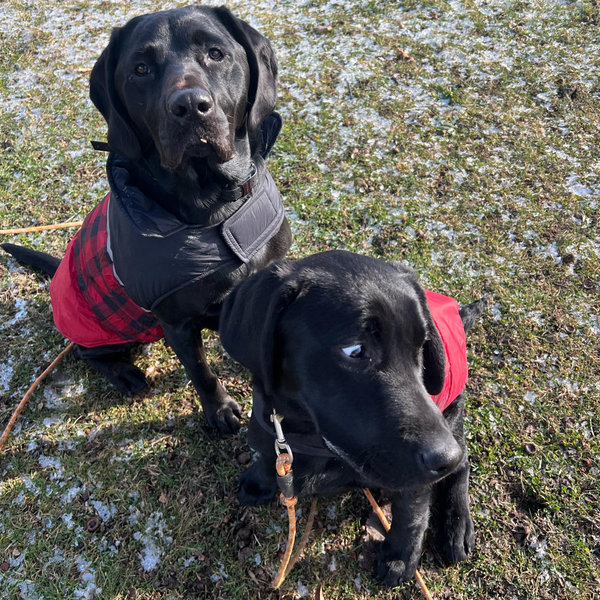 Ryder & Tucker's Doggie Daycare Fund
