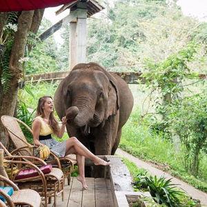 Breakfast with rescued elephants