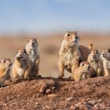 Prairie Dog Town