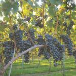 Loudon County Wine Culsters