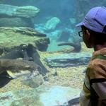 The Dallas World Aquarium