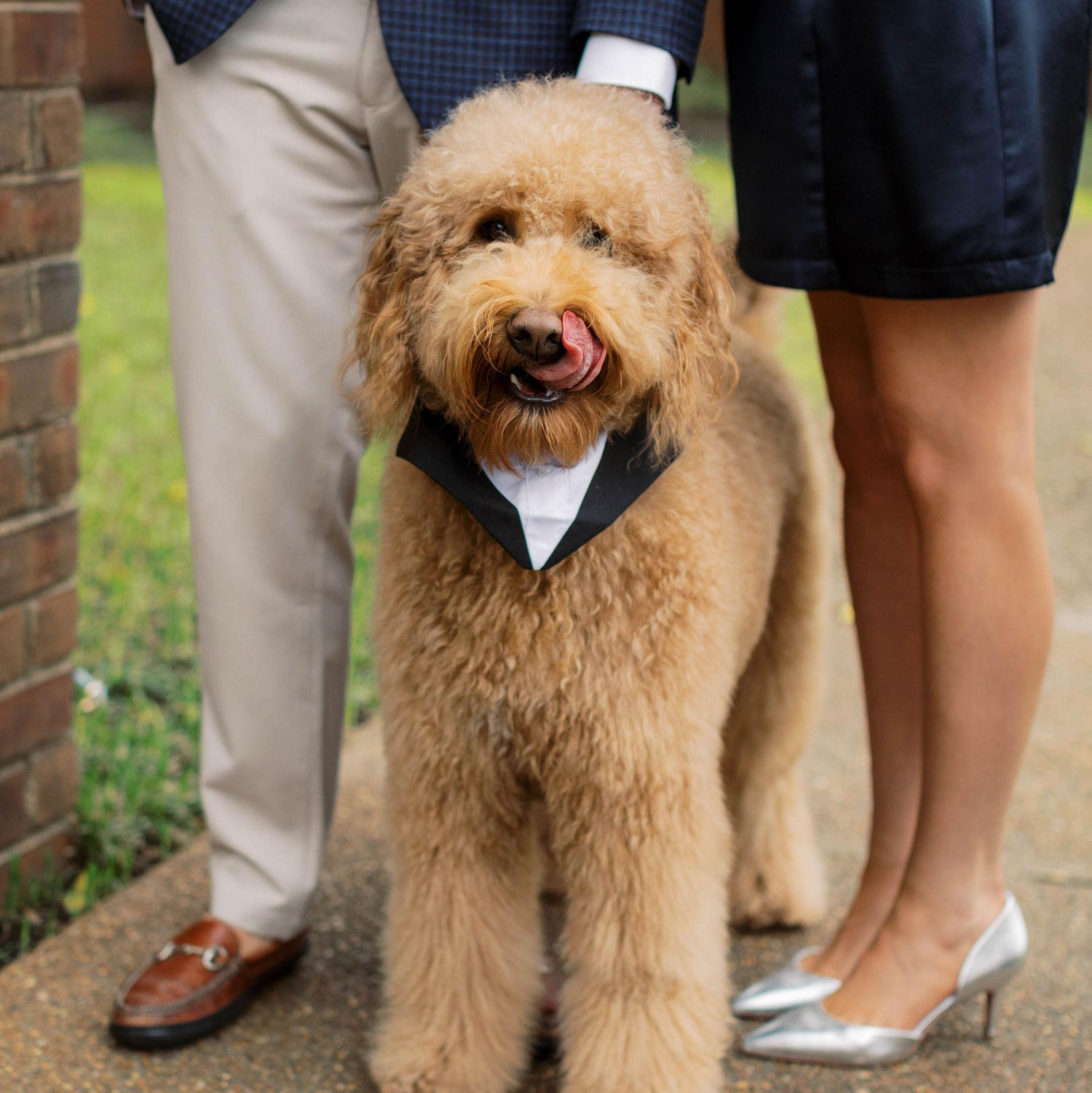 Meet Teddy, our adorable 2-year-old Goldendoodle! He knows he's quite handsome and dapper...according to his daycare teachers, he's quite the ladies man and flirt!