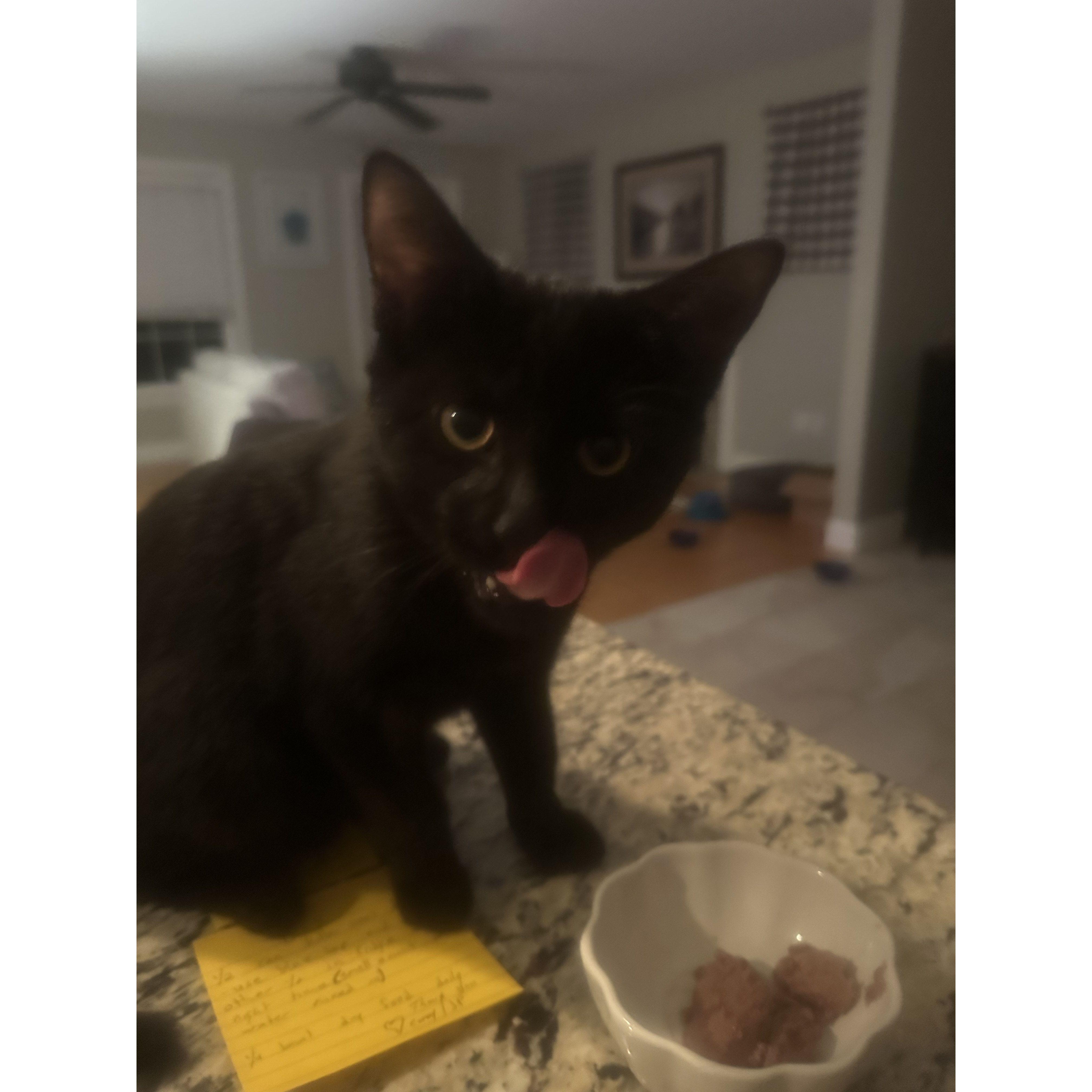 Our last addition is baby Binx! Our little tornado monster, she's not afraid of anything!