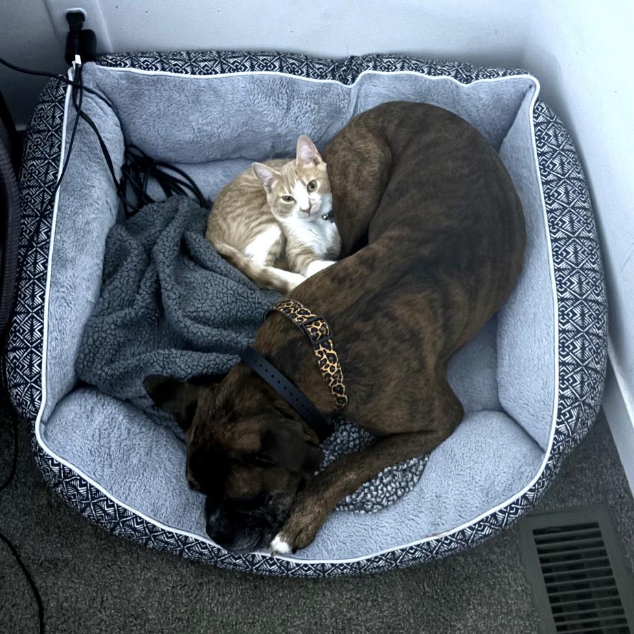 Rocky loves his siblings