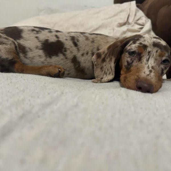 Our first dog 🥹
