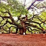 Angel Oak Tree