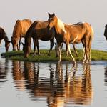 Chincoteague National Wildlife Refuge