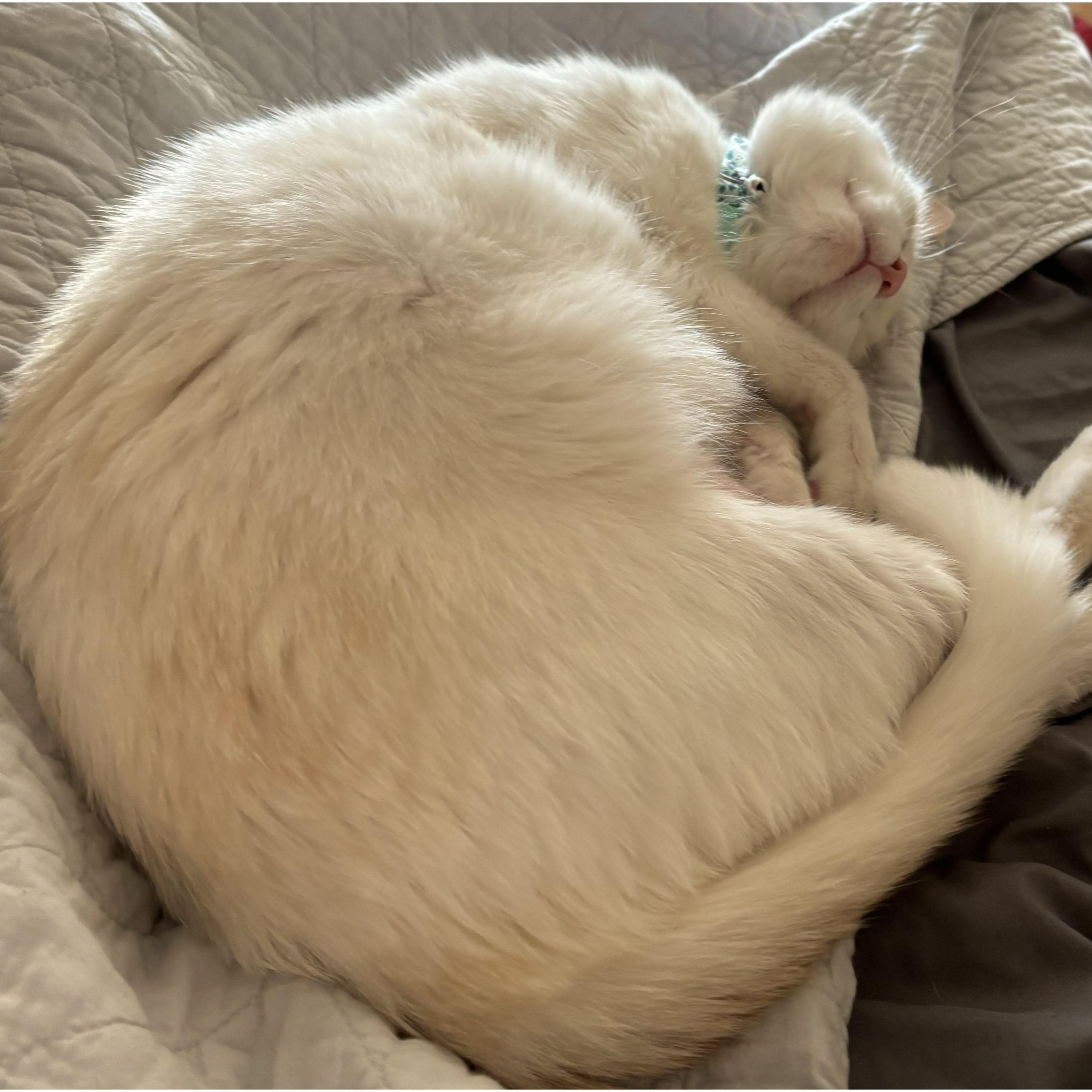 Ember loves belly rubs