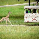 Fossil Rim Wildlife Center