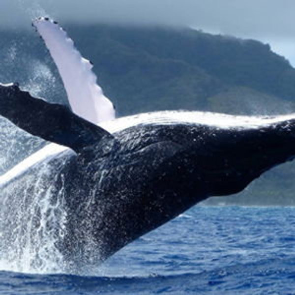 Whale Watching for Two
