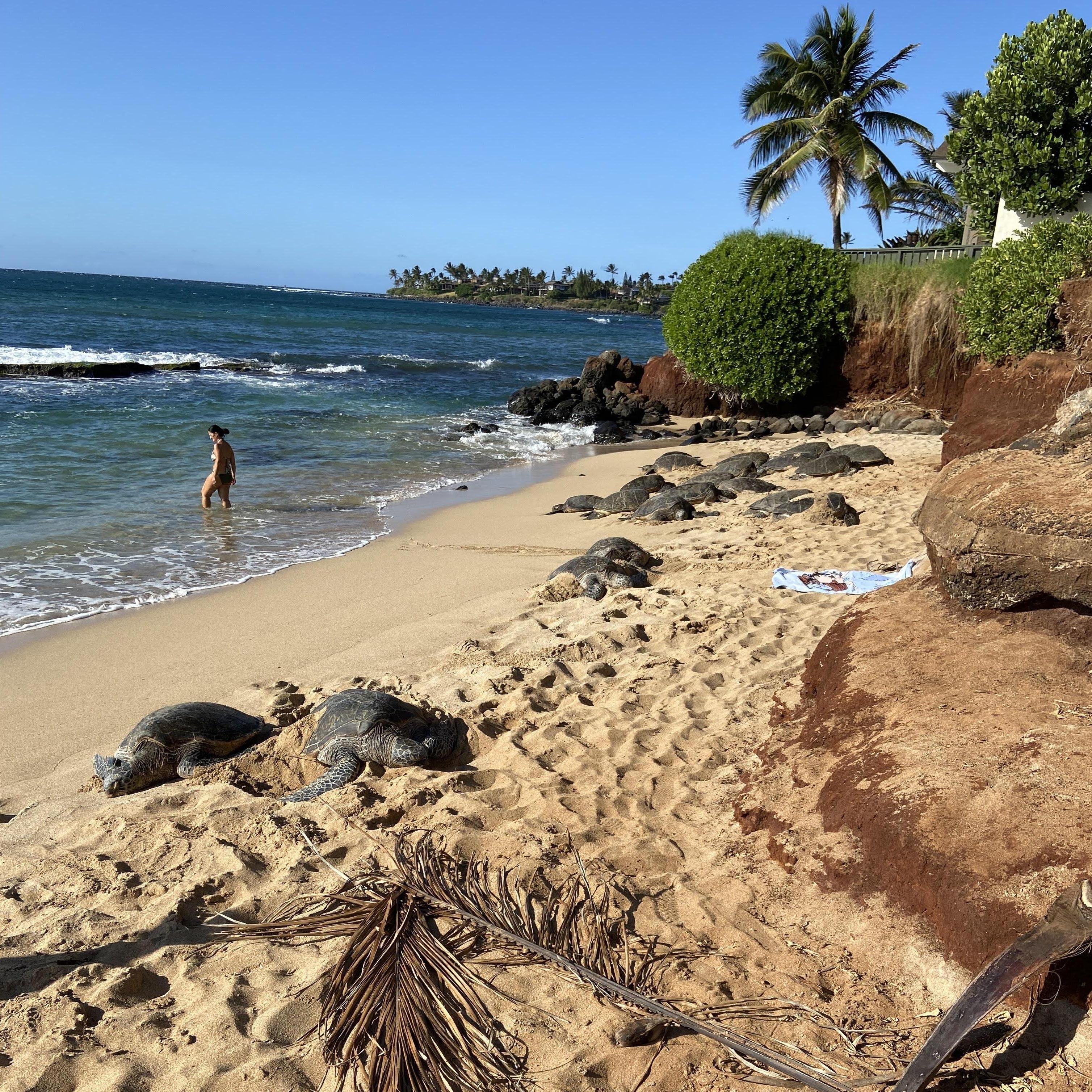 After 2 weeks indoors, we went to the beach for the first time and were greeted by all of these turtles!