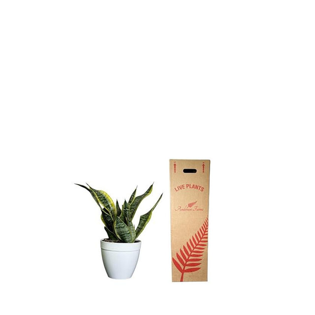 Snake Plant Futura Superba, Live Indoor/Outdoor Plant, 6 inch Deco Pot