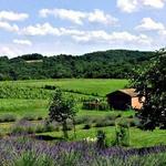 Stargazers Vineyard