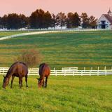 Horse Country Tours