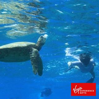 Snorkel with Sea Turtles in Waikiki for 2 - Hawaii
