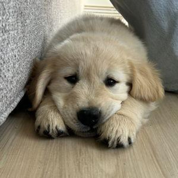 Puppy Fund