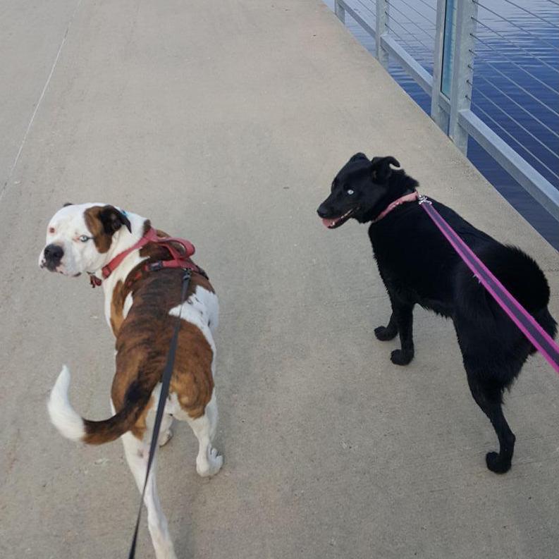 Our fur babies!