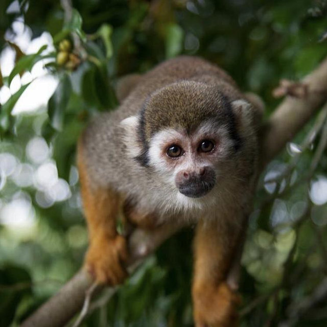 Monkeyland Safari Tour - Honeymoon