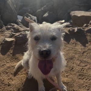 Penny pup fund